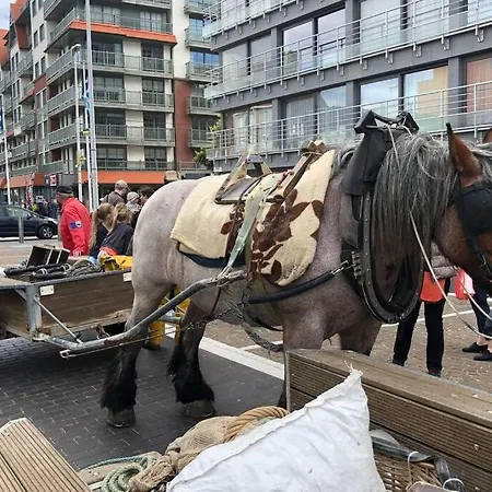 Falcon 0401 Appartement